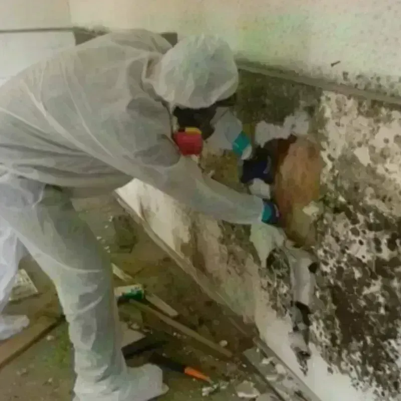 Mold Remediation and Removal in Woodland Hills, UT